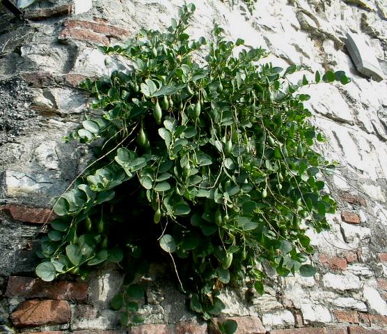 Capparis spinosa / Cappero comune